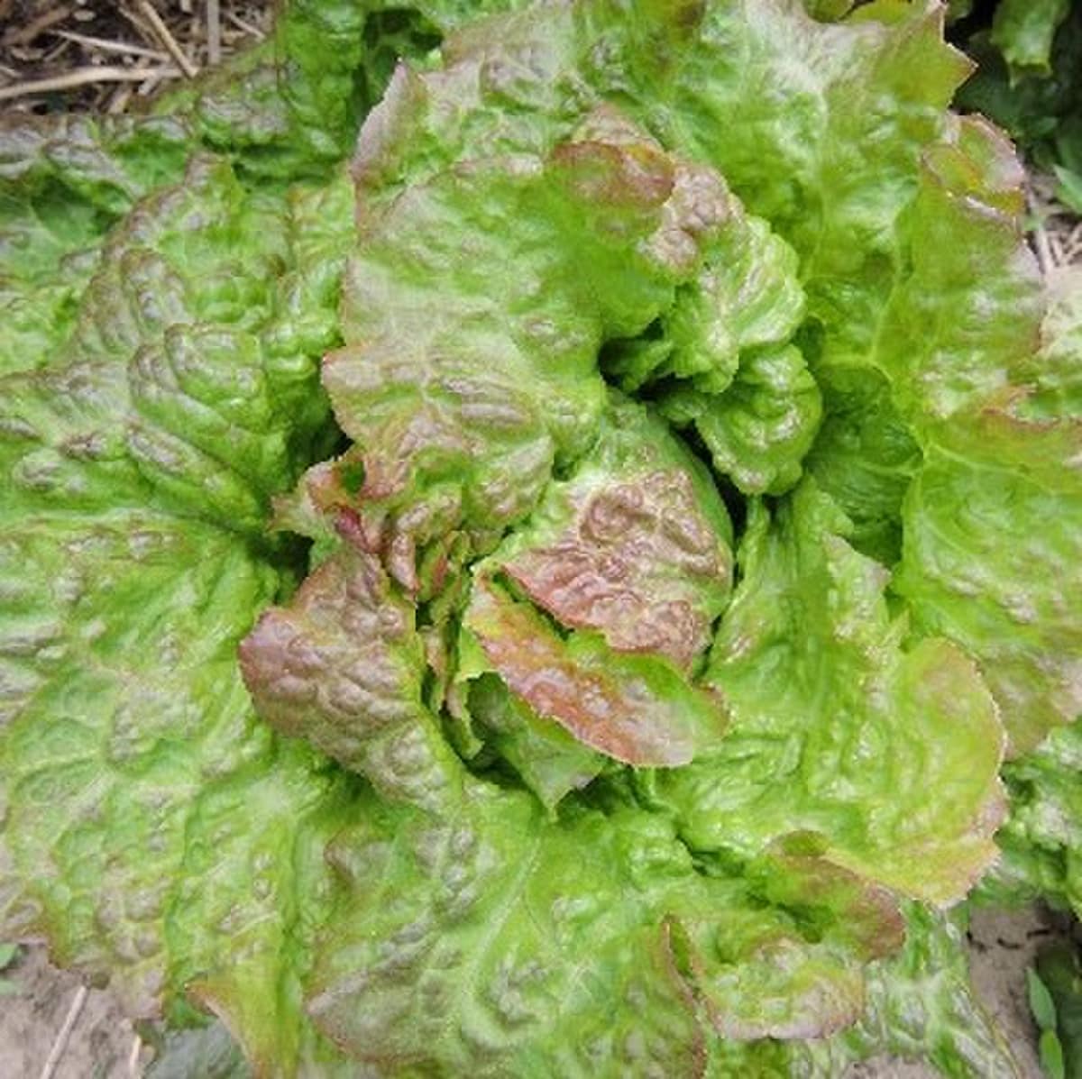 All Cream Lettuce Seeds