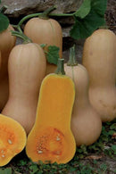 Waltham Butternut Squash Seeds