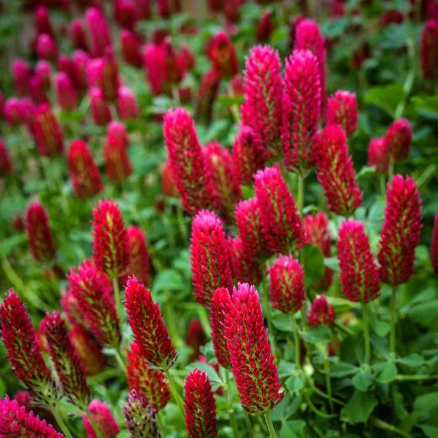 Crimson Clover Seeds