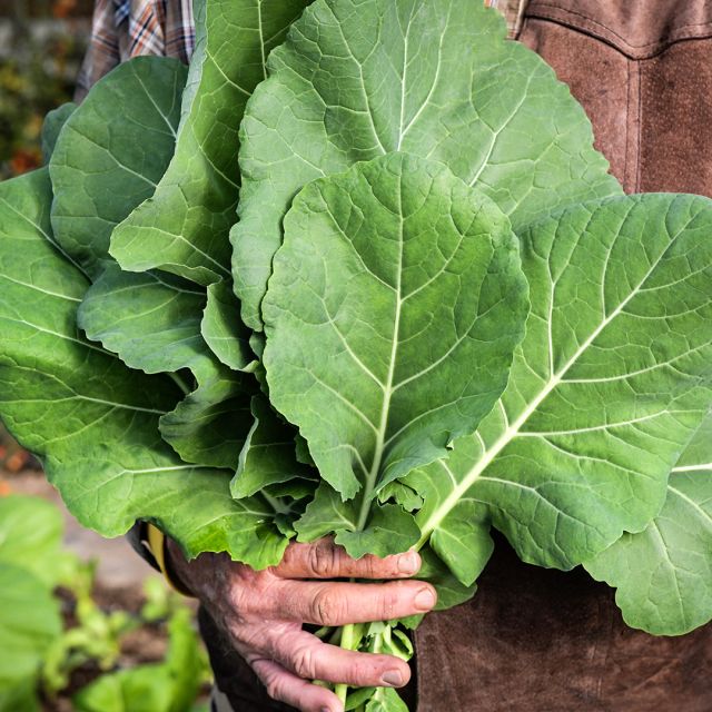 Georgia Southern (Creole) Collards Seeds