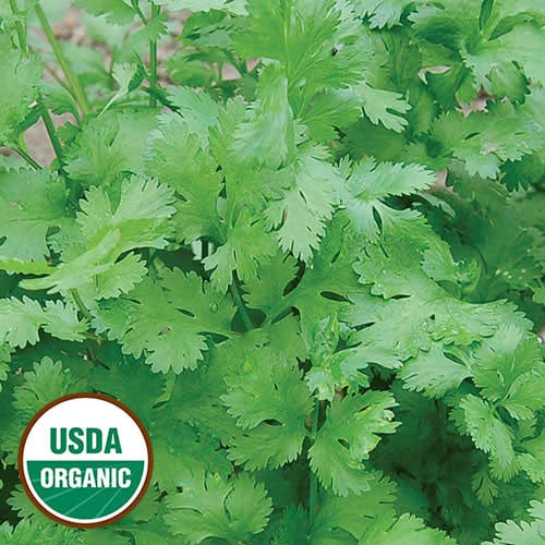Cilantro Herb Seeds