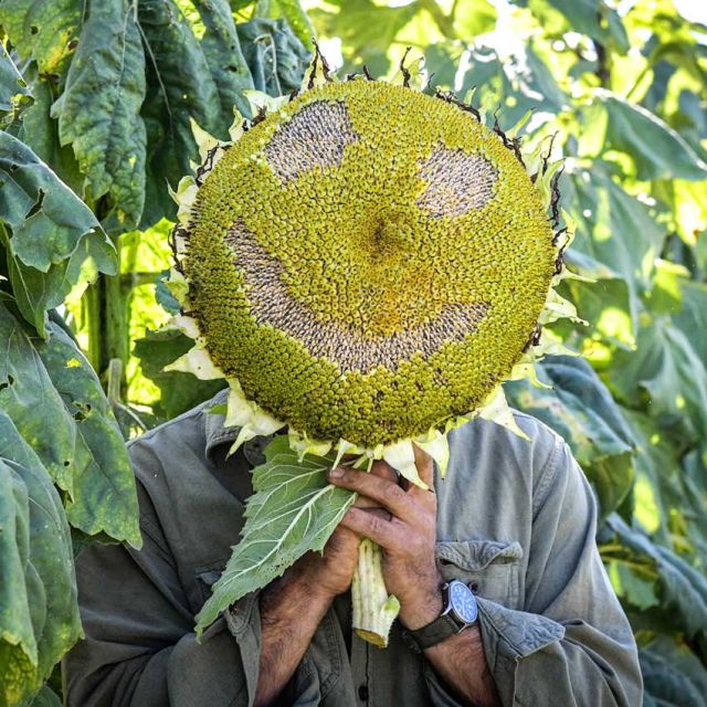 Titan Sunflower Seeds