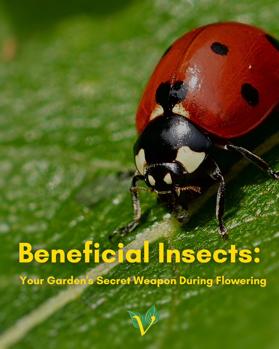 Insect Secret Beneficial Insects: Your Garden's Secret Weapon During Flowering ...