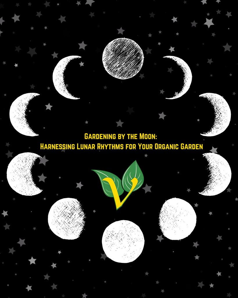 Gardening by the Moon: Harnessing Lunar Rhythms for Your Organic Garden