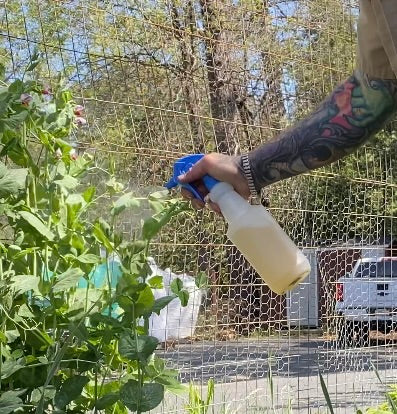 Foliar Feeding for quick results