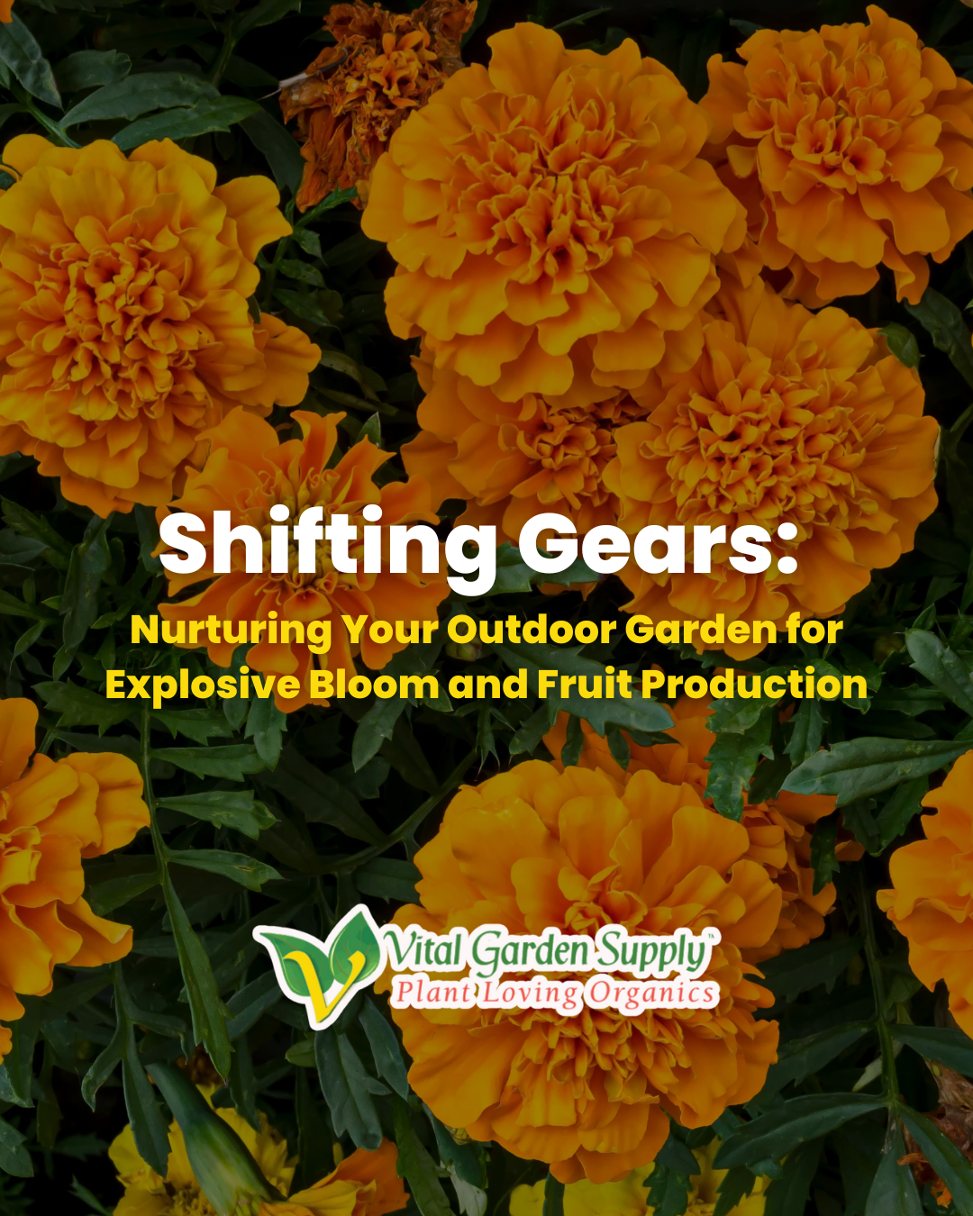 Shifting Gears: Nurturing Your Outdoor Garden for Explosive Bloom and Fruit Production