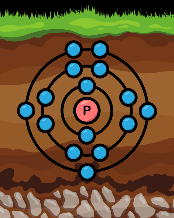 The Power of Phosphorus: From Rooting to Fruiting