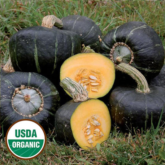 Burgess Buttercup Squash Seeds