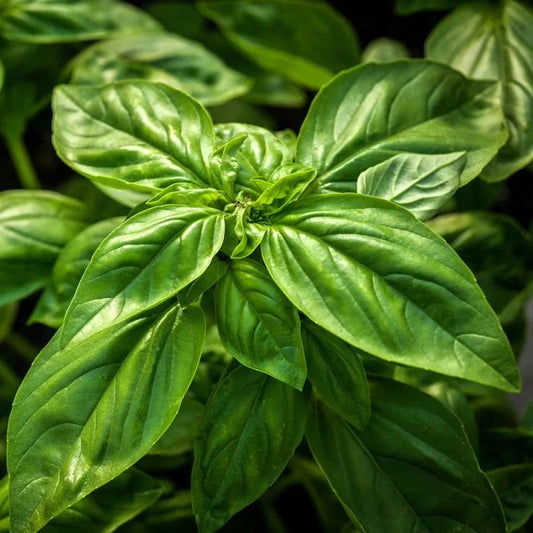 Genovese Basil Seeds