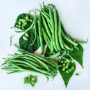 Odeon Bush Bean Seeds