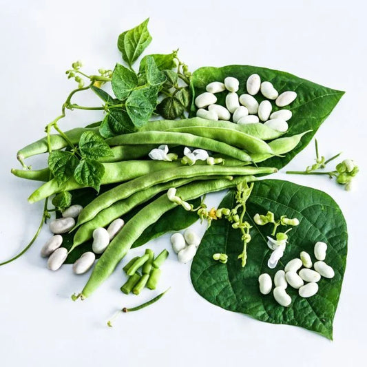 Old Homestead Pole Bean Seeds