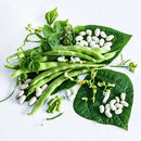 Old Homestead Pole Bean Seeds