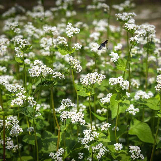 White Buckwheat Seeds