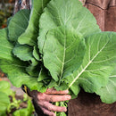 Georgia Southern (Creole) Collards Seeds