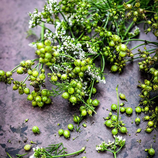 Indian Coriander Seeds