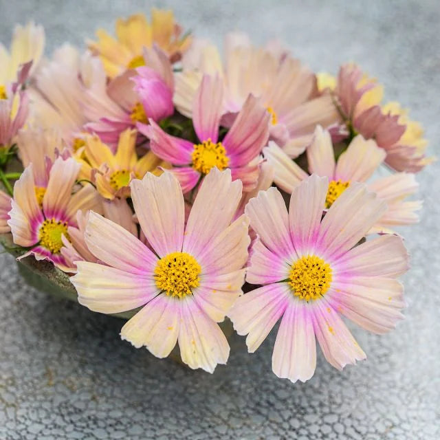 Apricot Lemonade Cosmos Seeds