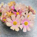 Apricot Lemonade Cosmos Seeds