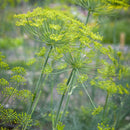 Bouquet Dill Seeds