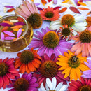 Paradiso Mix Echinacea Seeds