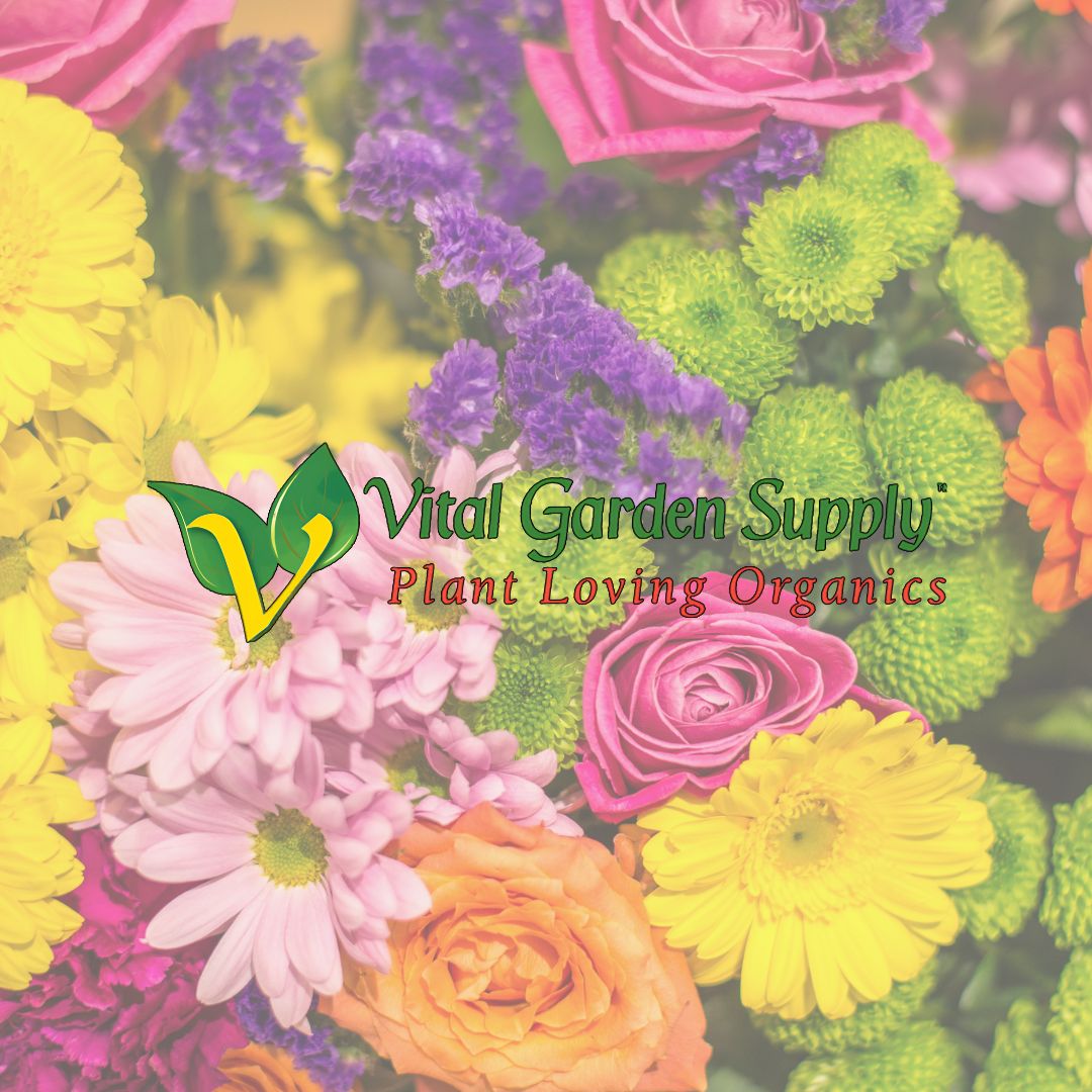 Vital garden supply, organic growing, organic inputs, organic farming, organic, organics, organic fruit, organic vegetables, organic grow, organic cannabis, how to grow organically, sustainable agriculture practices, regenerative farming methods, permaculture gardening principles, no-till organic cultivation, companion planting organic, soil food web enhancement, natural pest control solutions, organic seed starting techniques, compost tea applications, cover cropping benefits, organic hydroponics systems, vertical organic gardens, organic greenhouse growing, biodynamic agriculture guide, organic soil amendments recipe, natural fertilizer for plants, organic compost for sale, living soil preparation, mycorrhizal fungi benefits, worm castings for garden, organic potting mix ingredients, soil pH balancing organic, organic mulch applications, natural soil aeration, organic herb garden design, organic berry cultivation, organic heirloom tomatoes, organic microgreens growing, organic mushroom cultivation, organic orchard management,organic pest management for roses, certified organic produce near me, organic food online delivery, benefits of organic diet, organic gardening supplies store, local organic farmers market, organic certification standards, organic food labeling regulations, organic living resources, organic gardening workshops, organic agriculture research papers, organic gardening beginner guide, organic farming business plan, organic gardening troubleshooting, organic garden design tips, how to build a living soil compost pile, best natural pest control for aphids on tomatoes, organic fertilizer for flowering plants in containers, sustainable agriculture practices for small scale farms, regenerative farming methods to improve soil health, companion planting with organic herbs and vegetables.