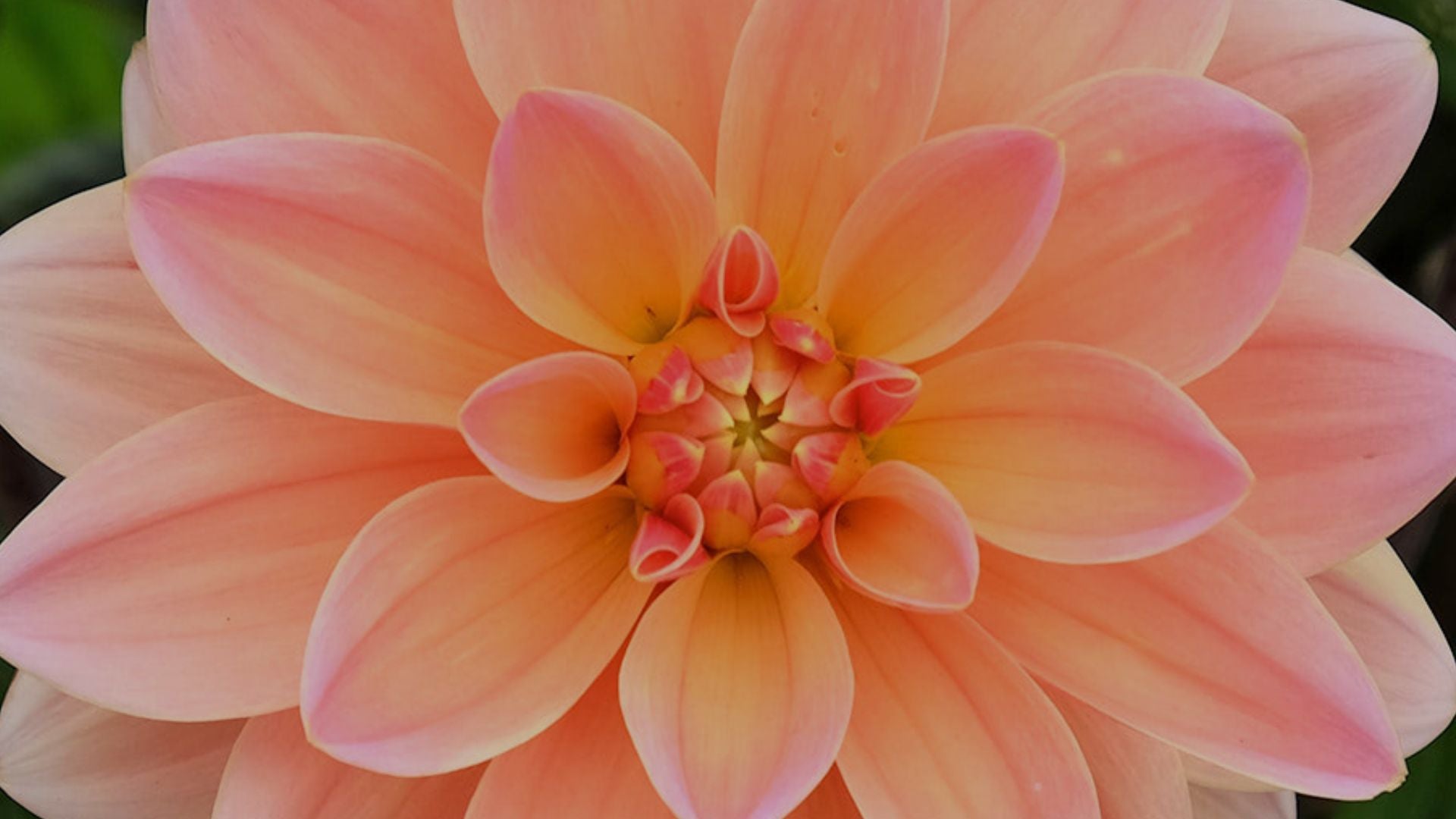 Vital garden supply, organic growing, organic inputs, organic farming, organic, organics, organic fruit, organic vegetables, organic grow, organic cannabis, how to grow organically, sustainable agriculture practices, regenerative farming methods, permaculture gardening principles, no-till organic cultivation, companion planting organic, soil food web enhancement, natural pest control solutions, organic seed starting techniques, compost tea applications, cover cropping benefits, organic hydroponics systems, vertical organic gardens, organic greenhouse growing, biodynamic agriculture guide, organic soil amendments recipe, natural fertilizer for plants, organic compost for sale, living soil preparation, mycorrhizal fungi benefits, worm castings for garden, organic potting mix ingredients, soil pH balancing organic, organic mulch applications, natural soil aeration, organic herb garden design, organic berry cultivation, organic heirloom tomatoes, organic microgreens growing, organic mushroom cultivation, organic orchard management,organic pest management for roses, certified organic produce near me, organic food online delivery, benefits of organic diet, organic gardening supplies store, local organic farmers market, organic certification standards, organic food labeling regulations, organic living resources, organic gardening workshops, organic agriculture research papers, organic gardening beginner guide, organic farming business plan, organic gardening troubleshooting, organic garden design tips, how to build a living soil compost pile, best natural pest control for aphids on tomatoes, organic fertilizer for flowering plants in containers, sustainable agriculture practices for small scale farms, regenerative farming methods to improve soil health, companion planting with organic herbs and vegetables.