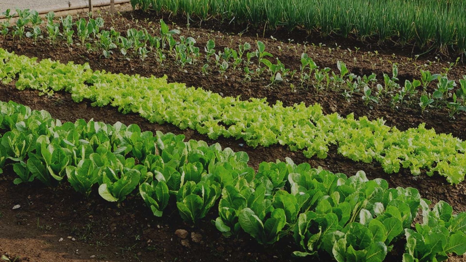 Vital garden supply, organic growing, organic inputs, organic farming, organic, organics, organic fruit, organic vegetables, organic grow, organic cannabis, how to grow organically, sustainable agriculture practices, regenerative farming methods, permaculture gardening principles, no-till organic cultivation, companion planting organic, soil food web enhancement, natural pest control solutions, organic seed starting techniques, compost tea applications, cover cropping benefits, organic hydroponics systems, vertical organic gardens, organic greenhouse growing, biodynamic agriculture guide, organic soil amendments recipe, natural fertilizer for plants, organic compost for sale, living soil preparation, mycorrhizal fungi benefits, worm castings for garden, organic potting mix ingredients, soil pH balancing organic, organic mulch applications, natural soil aeration, organic herb garden design, organic berry cultivation, organic heirloom tomatoes, organic microgreens growing, organic mushroom cultivation, organic orchard management,organic pest management for roses, certified organic produce near me, organic food online delivery, benefits of organic diet, organic gardening supplies store, local organic farmers market, organic certification standards, organic food labeling regulations, organic living resources, organic gardening workshops, organic agriculture research papers, organic gardening beginner guide, organic farming business plan, organic gardening troubleshooting, organic garden design tips, how to build a living soil compost pile, best natural pest control for aphids on tomatoes, organic fertilizer for flowering plants in containers, sustainable agriculture practices for small scale farms, regenerative farming methods to improve soil health, companion planting with organic herbs and vegetables.