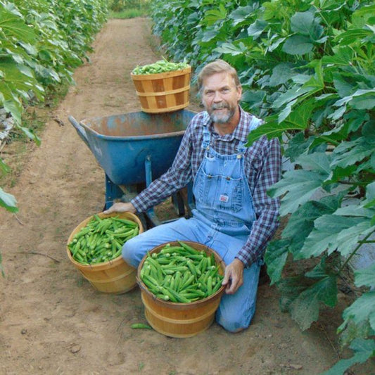 Heavy Hitter Okra Seeds