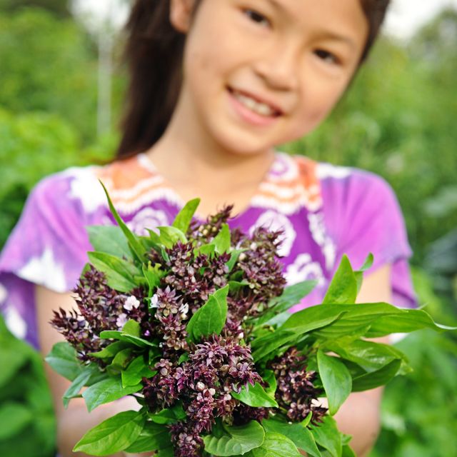 Siam Queen Thai Basil Seeds