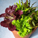 Heirloom Cutting Lettuce Seeds