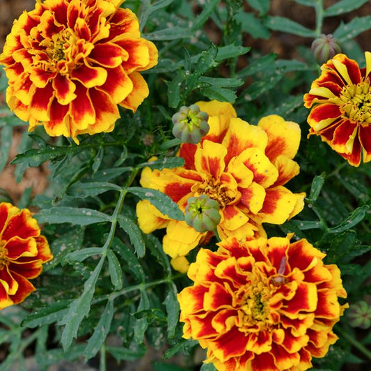 Colossus Red Gold Bicolor Marigold Seeds