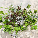 Indian Coriander Seeds