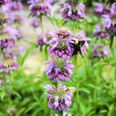 Lemon Bee Balm Seeds
