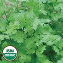 Cilantro Herb Seeds