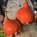 Red Kuri (Hokkaido) Squash Seeds