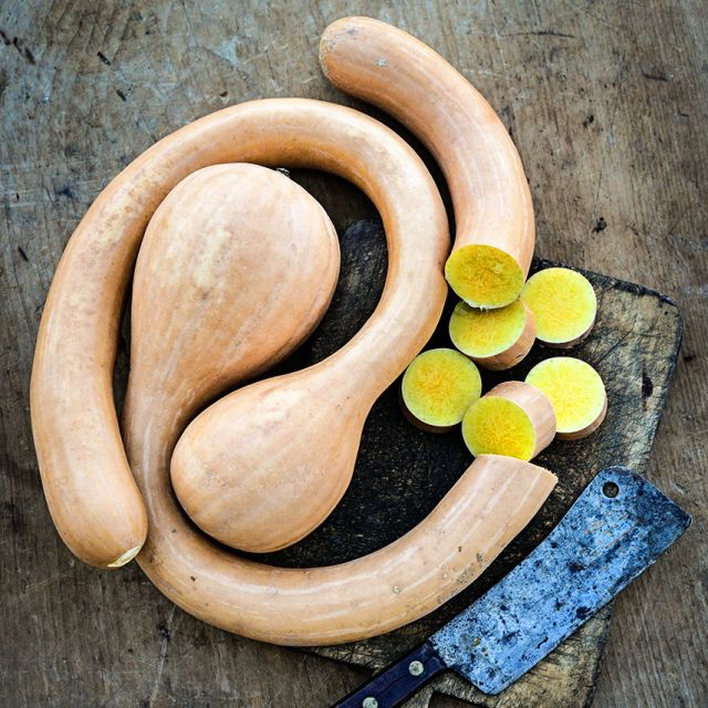 Zucchino Rampicante Squash