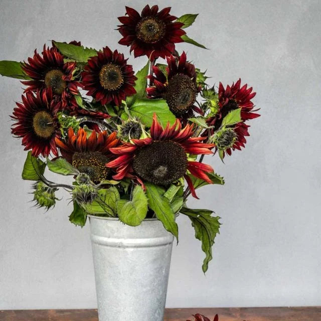 Chocolate Cherry Sunflower Seeds