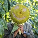 Titan Sunflower Seeds