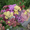 Flowerburst Fruitbowl Yarrow Seeds