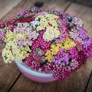 Flowerburst Fruitbowl Yarrow Seeds