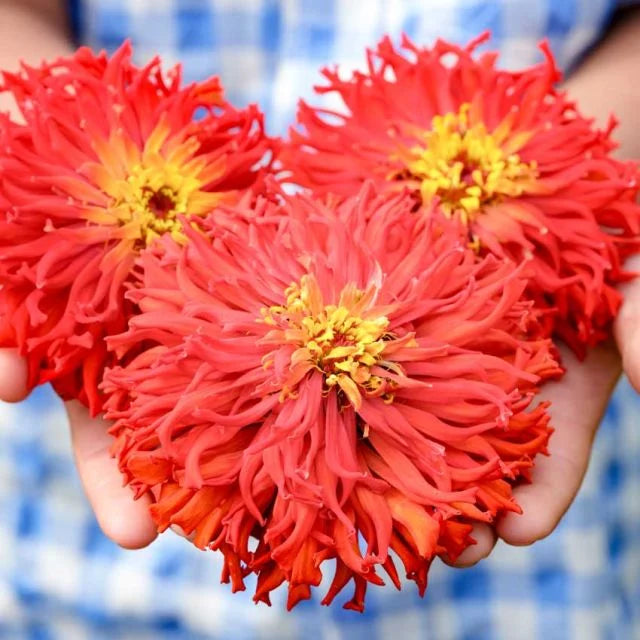Redman Super Cactus Zinnia Seeds