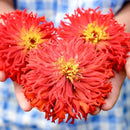 Redman Super Cactus Zinnia Seeds