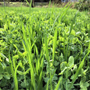 Vital Garden Supply House Blend cover crop growth